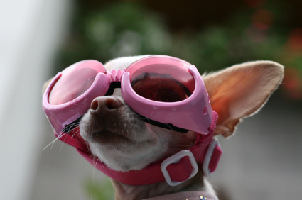 chihuahua in goggles