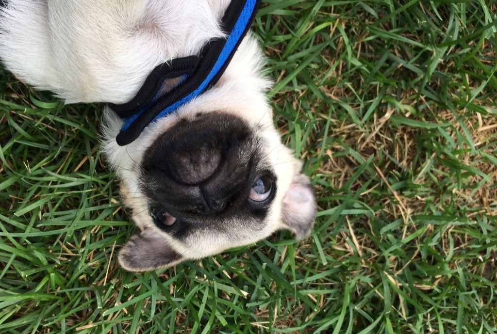 image of a pug puppy. Copyright 2017 Todd A. Plumb