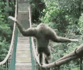 gif image of monkey balancing on a bridge